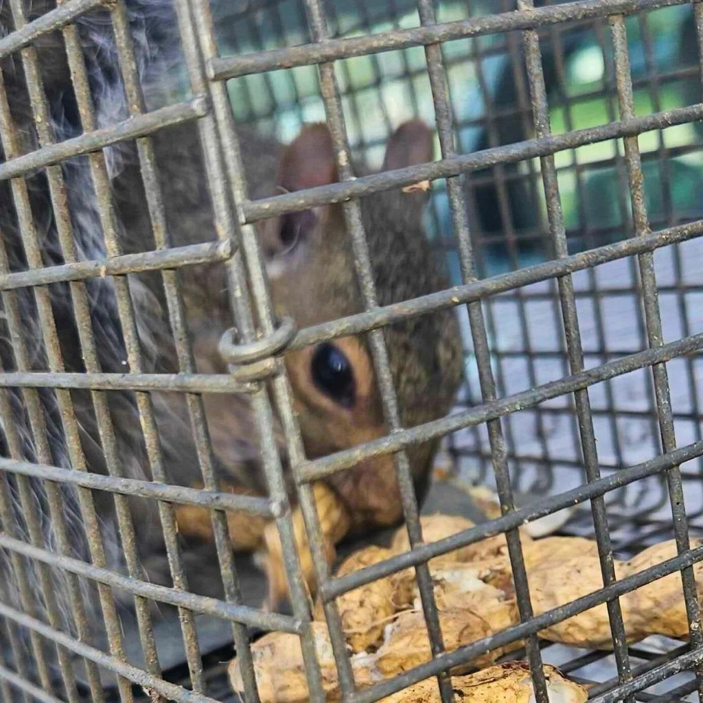 Squirrel Removal