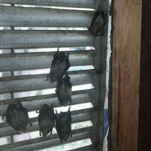 bat removal from attic bowling green