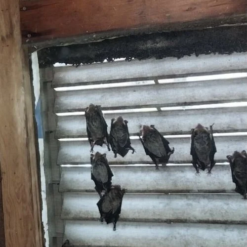bowling green ky bat removal pic 2