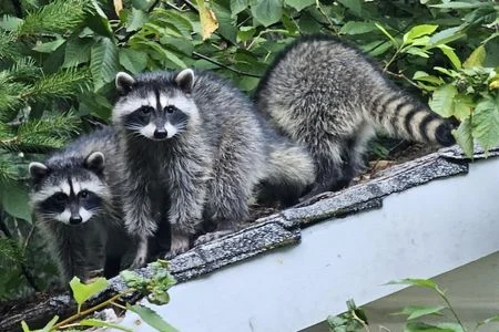 bowling green ky raccoons on roof