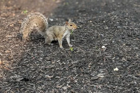 bowling green squirrel removal one