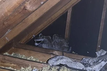 raccoon in attic space bowling green